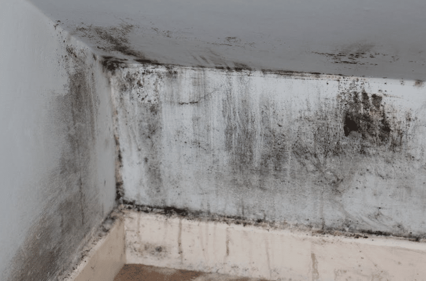 How to get rid of Mould on Walls! - Damp Doctor